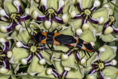 Milkweed Bugs April 2025